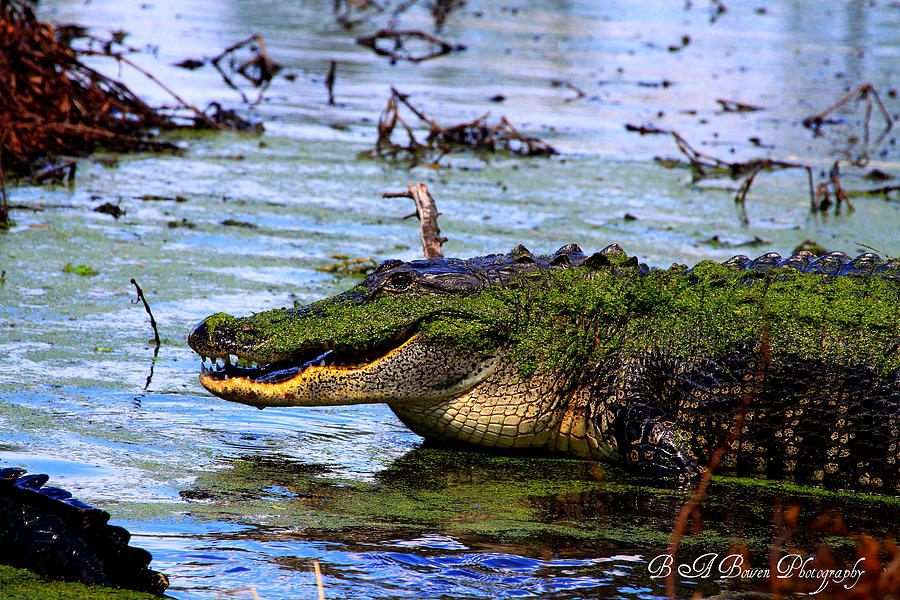 Alligator Photograph - Gator Growl by Barbara Bowen