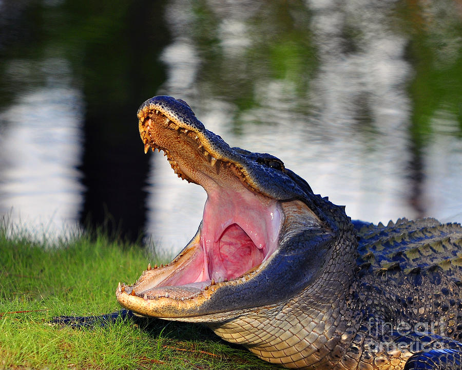 Gator Gullet Photograph by Al Powell Photography USA