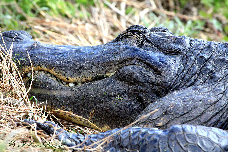 Gator Head Photograph by Barbara Bowen