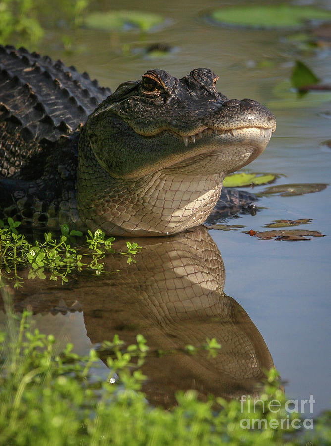 Gator Head Reflection Photograph by Tom Claud