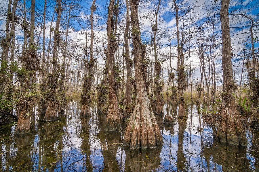 Gator Hook Swamp Photograph by Bill Martin
