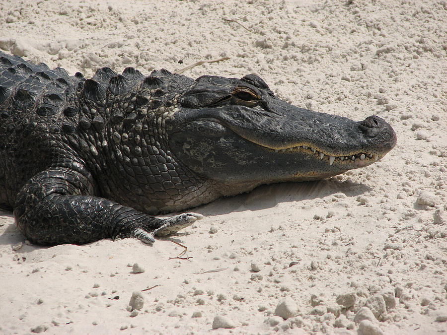 Alligator Photograph - Gator II by Creative Solutions RipdNTorn