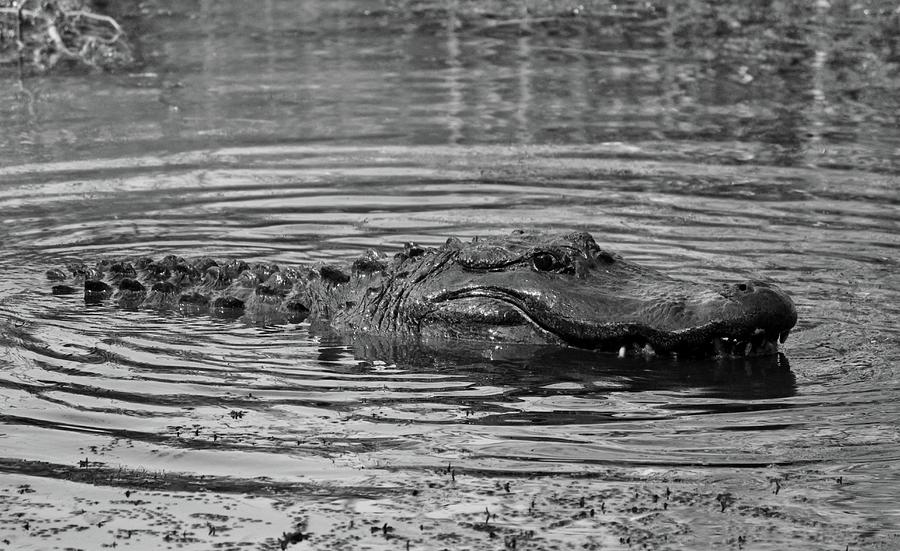 Gator In Black And White Photograph by Cynthia Guinn
