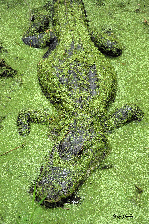 Gator in Duckweed Photograph by Jerry Griffin