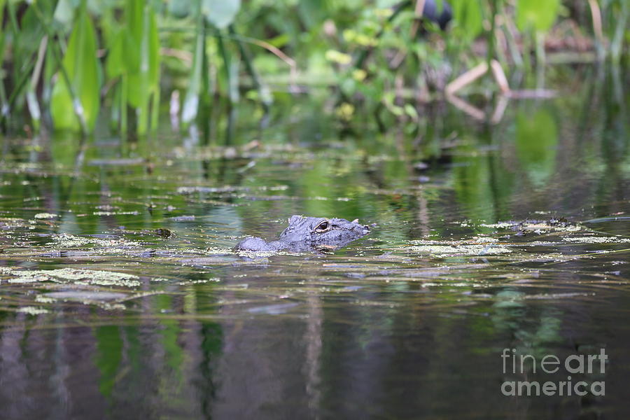 Gator in Gray and Green Photograph by Carol Groenen