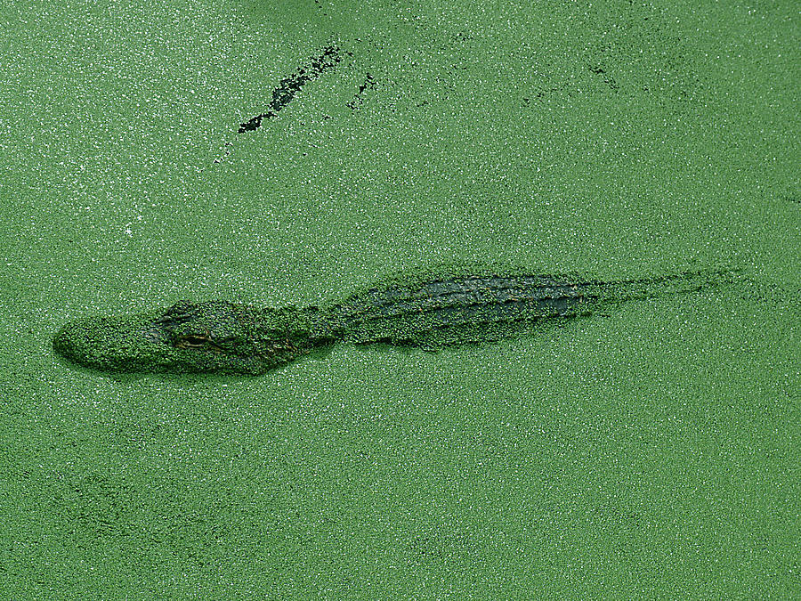 Gator In Green Photograph by Bob Johnson