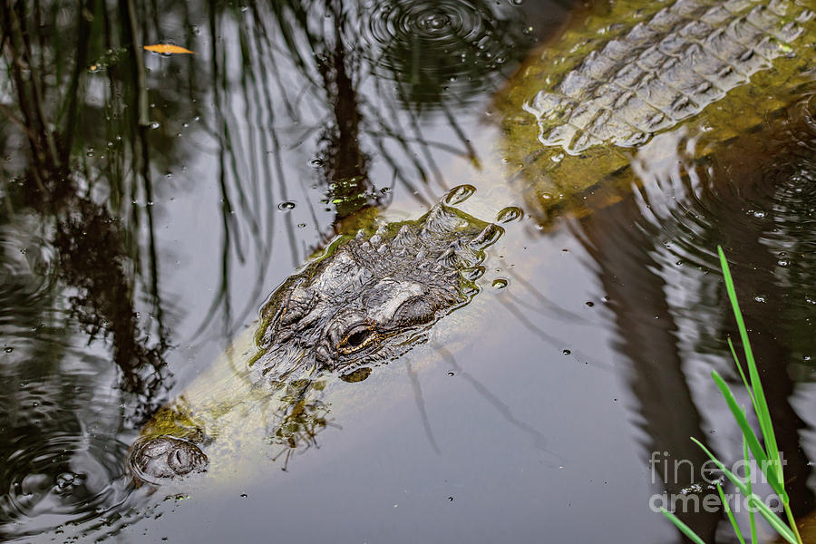Alligator Photograph - Gator in the Bayou by Joan McCool