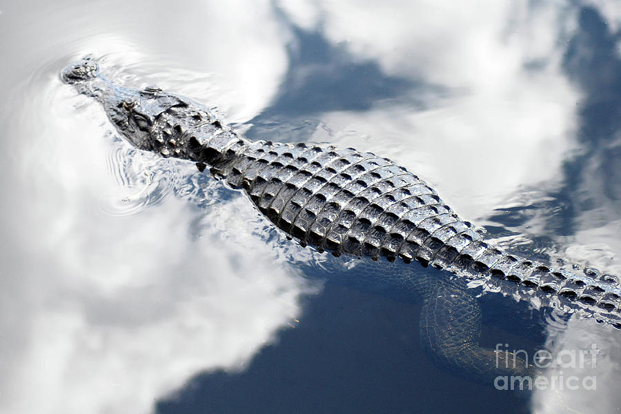 Gator In The Clouds Photograph by Ron Long
