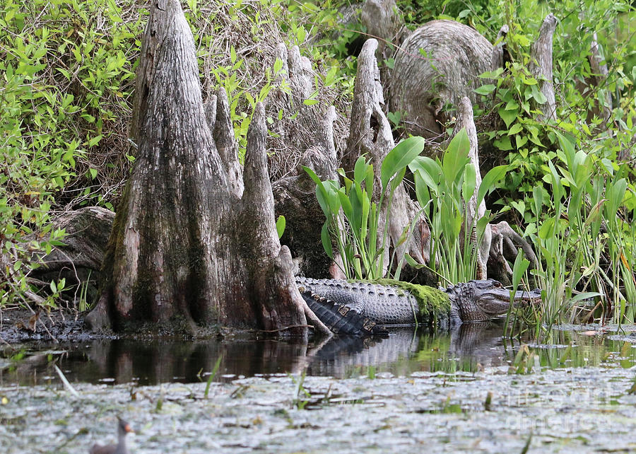 Gator in the Cypress Knees Photograph by Carol Groenen