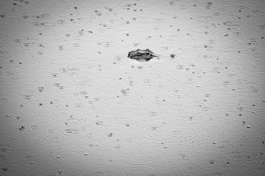 Gator in the Rain Photograph by Joe Myeress