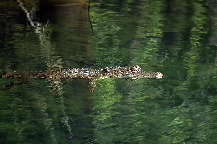 Alligator Photograph - Gator in the Spring by Travis Rogers