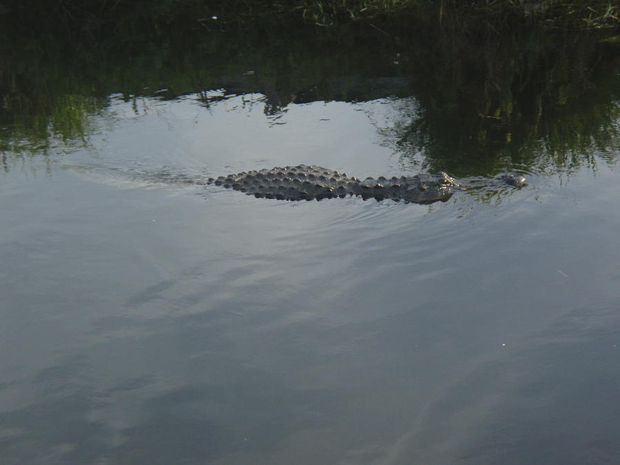 Gator In The Water Photograph by Robert Nickologianis