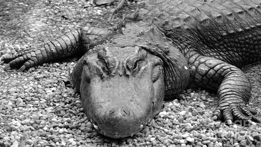 Gator Rocks Photograph