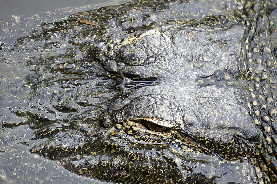 Gator Photograph by Laurie Perry
