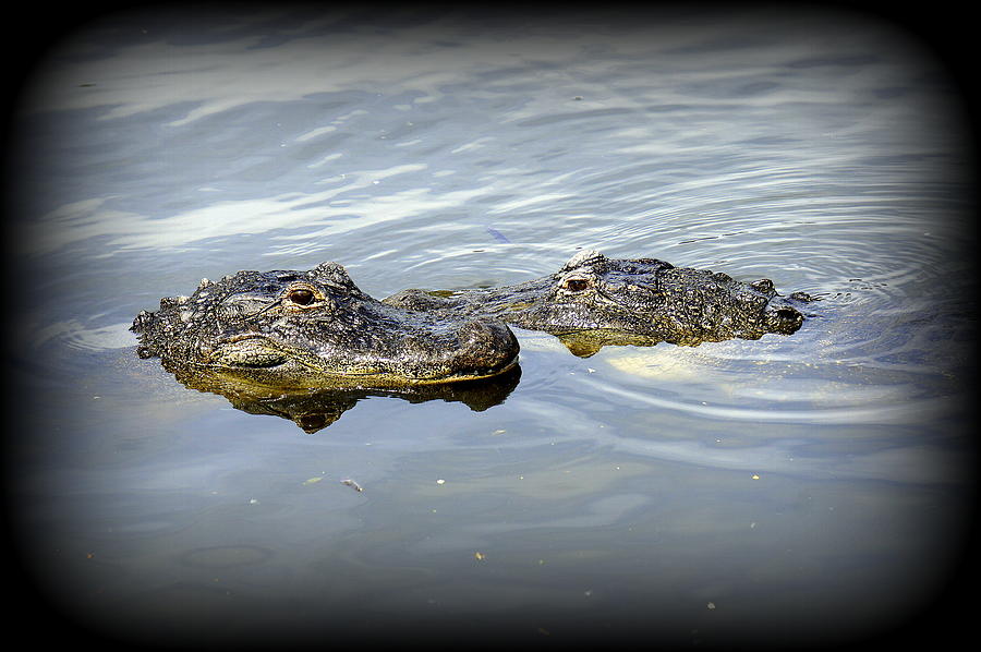 Gator Love Photograph by Laurie Perry
