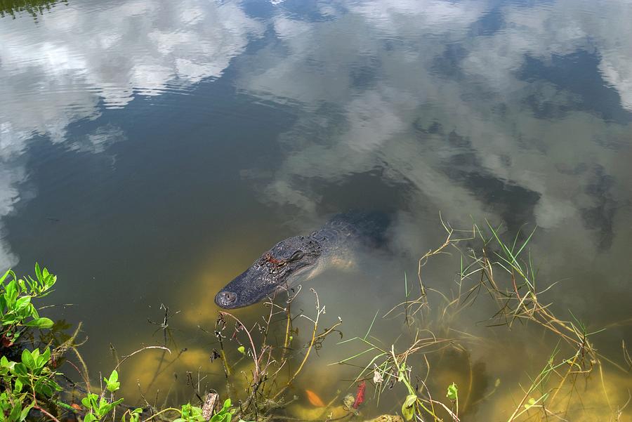 Gator Lurking Photograph by Timothy Lowry