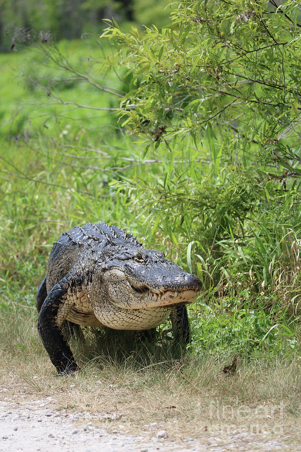 Gator on the Move Photograph by Carol Groenen