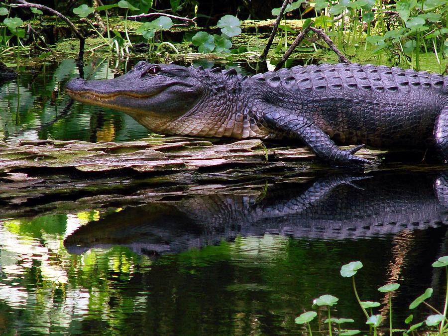 Gator on the River Photograph by Kimberly Camacho