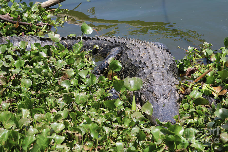 Gator Perspective Photograph by Carol Groenen