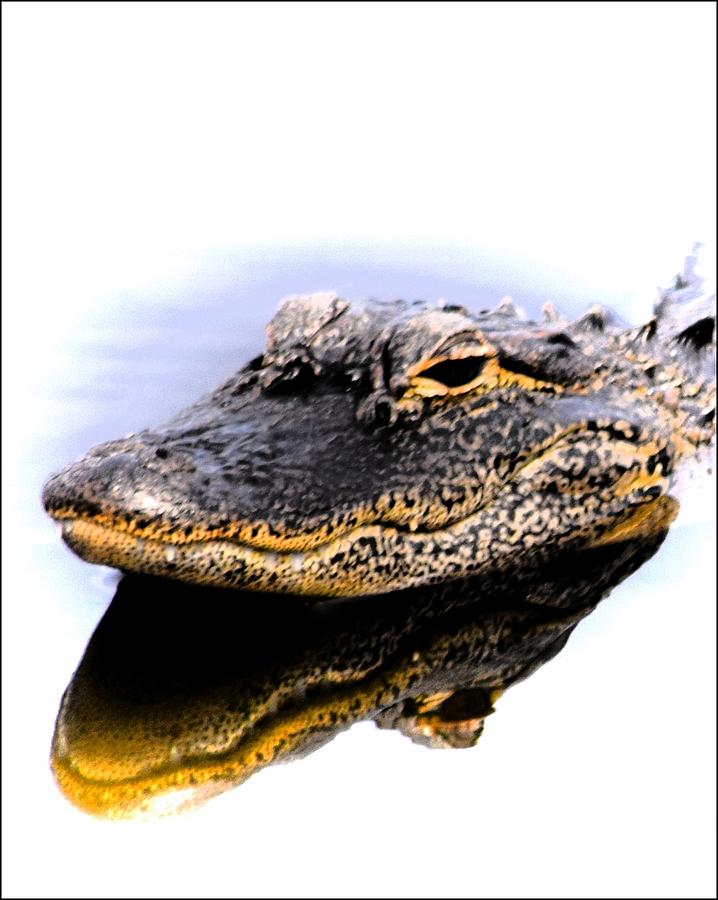 Gator Profile Reflection Photograph by Sheri McLeroy