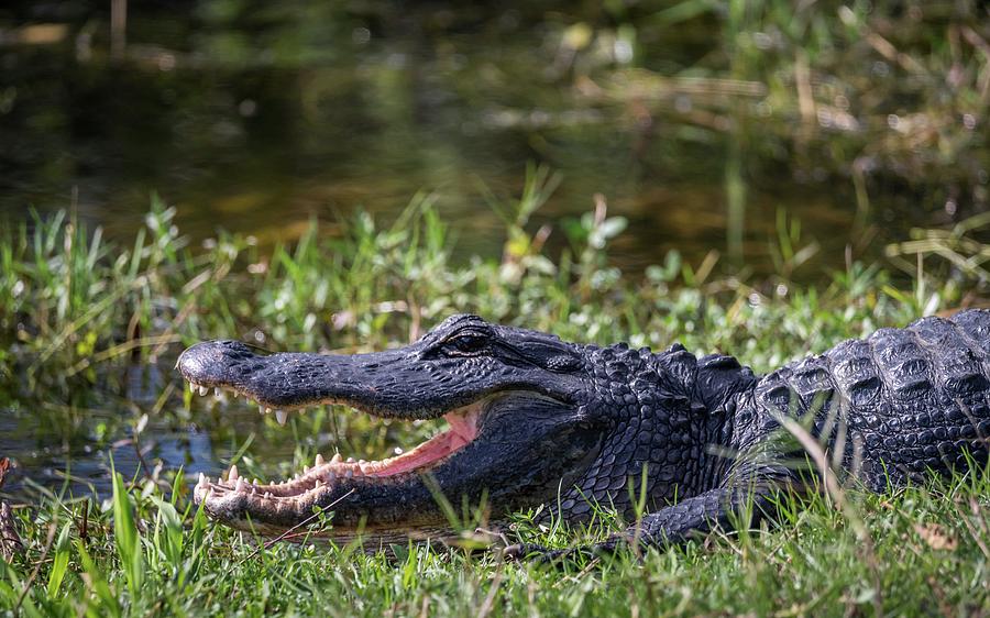 Gator sunbathing Photograph by Framing Places