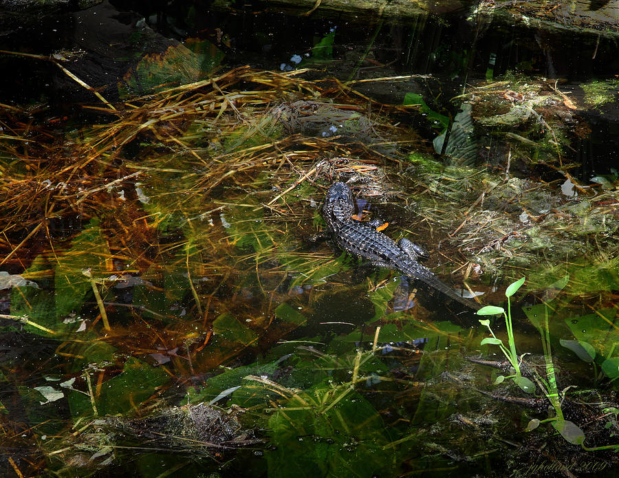 Gator Swamp Photograph by Joseph G Holland