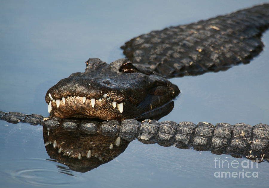 All About Gator Tail: Culinary Delights, Cultural Significance, And More