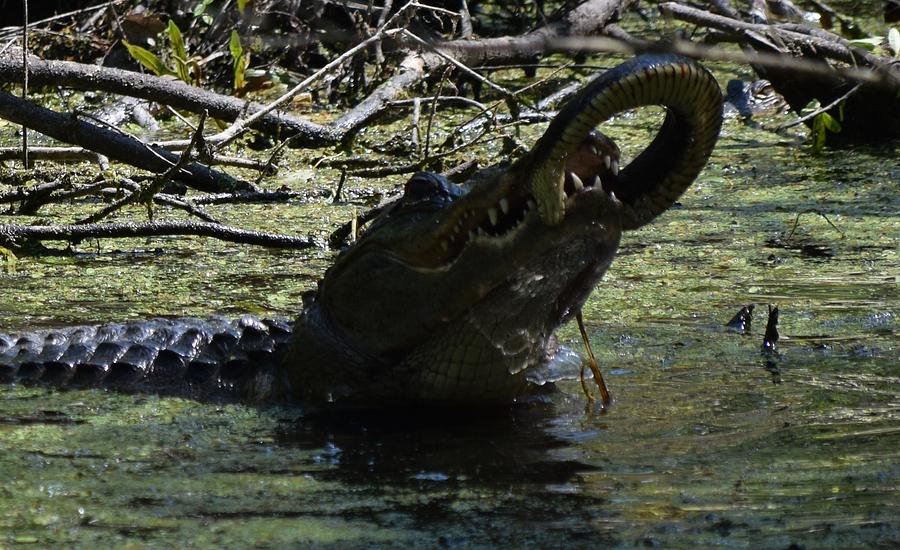 Gator vs Snake Bite Photograph by Tiffany Gobert - Pixels