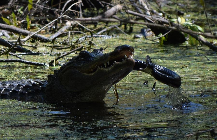 Gator vs Snake Face Off Photograph by Tiffany Gobert - Pixels