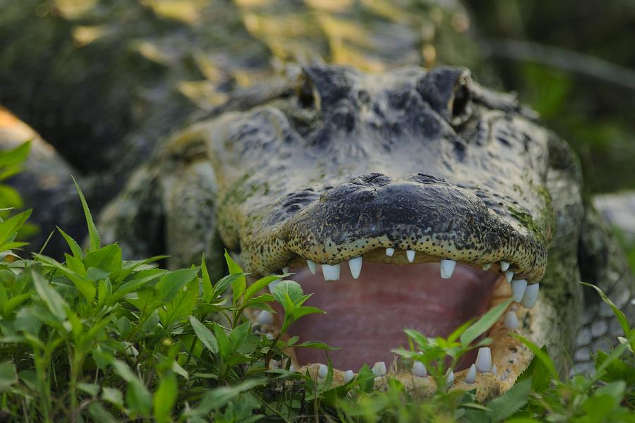 Gator with worn Teeth Photograph by Bradford Martin