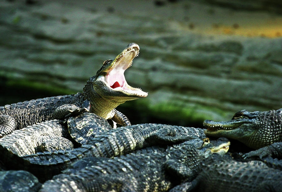 Gator Yawn Photograph by Anthony Jones