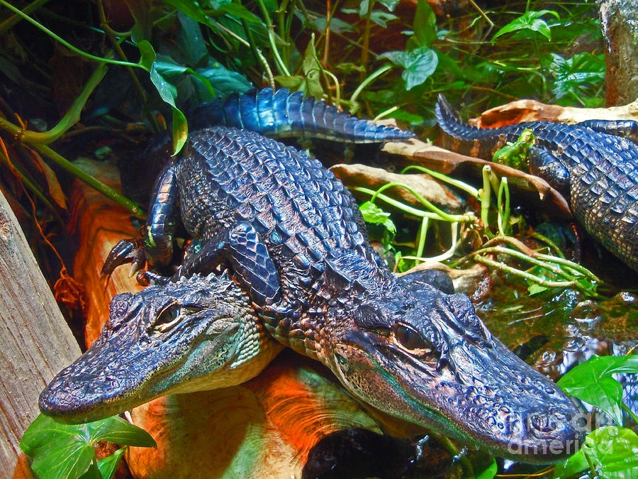 Gators 2 Photograph by David Frederick