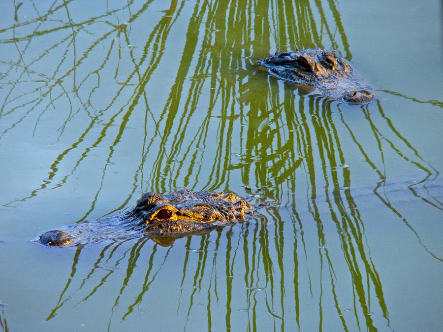 Gators In Reflective Grass Photograph by Dale Chapel - Pixels