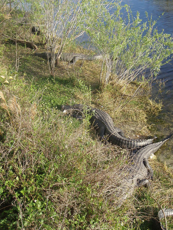 Gators On The Bank Photograph by Robert Nickologianis