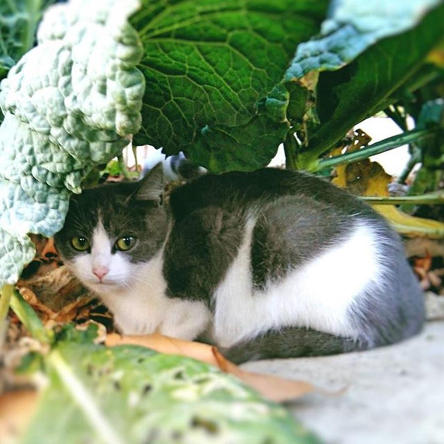 Cat Photograph - #gatto #nascosto Sotto Ai #cavoli #cat by Stefano Bena