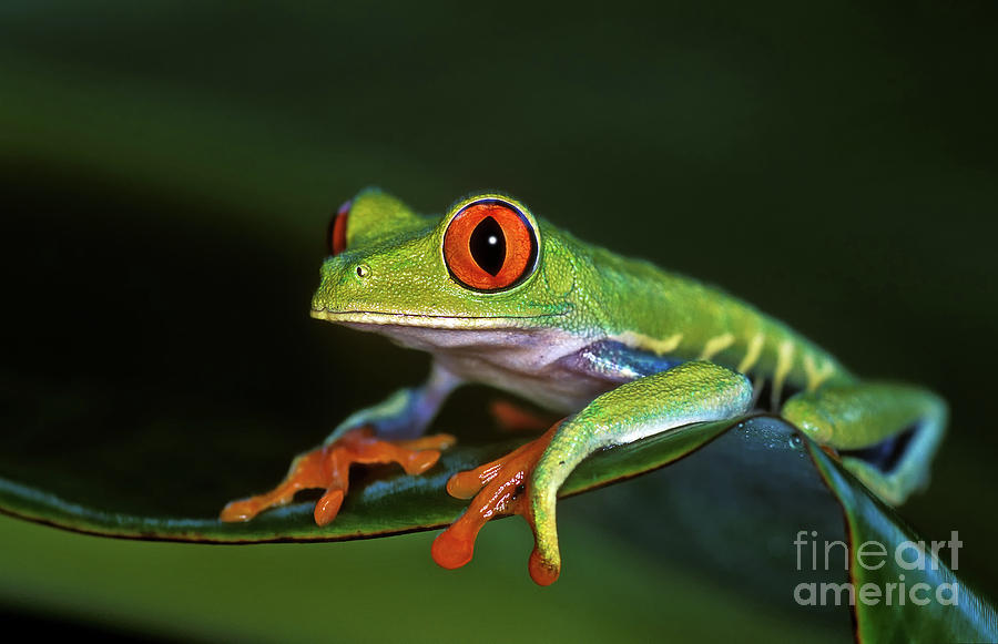 Gaudy Leaf Frog - Costa Rica Photograph by Henk Meijer Photography