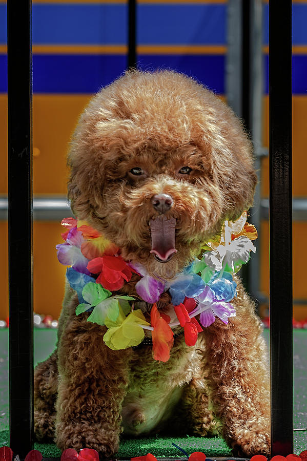Dog Photograph - Gay Pride Parade NYC 6_24_2018 Costumed Dog by Robert Ullmann