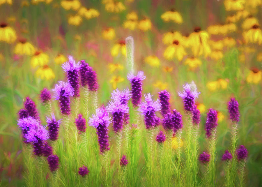 Gayfeather Wildflower Impressions Photograph by James Barber