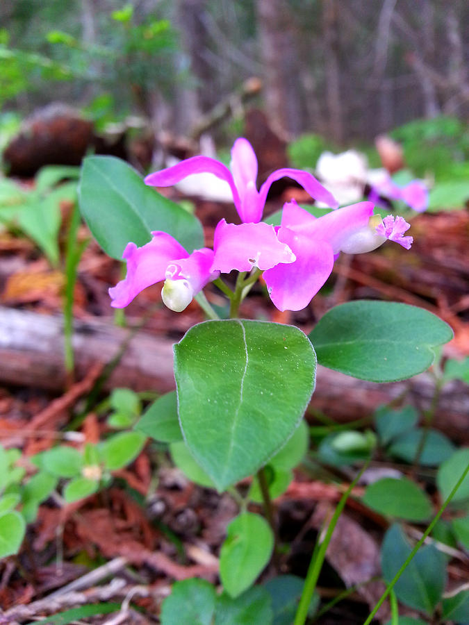 Gaywings Fringed Polygala Photograph by Brook Burling
