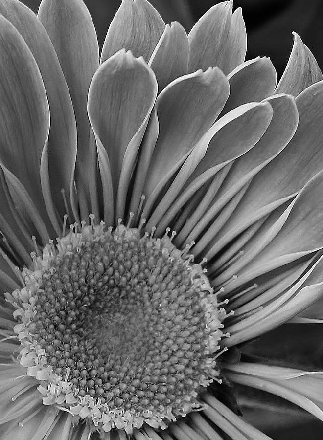 Gazania in Black and White 2 Photograph by Bruce Bley