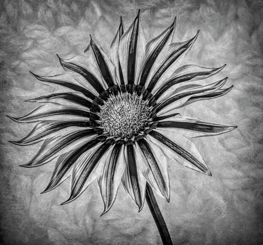 Gazania In Black And White Photograph by Garry Gay