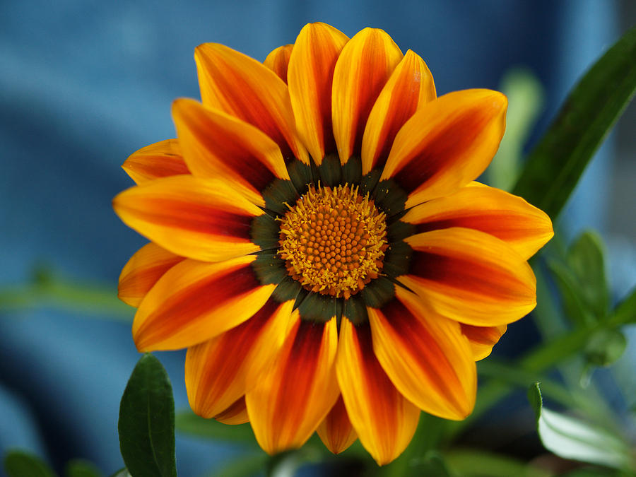 Gazania In Electrified Color Photograph by Dorothy Lee - Fine Art America