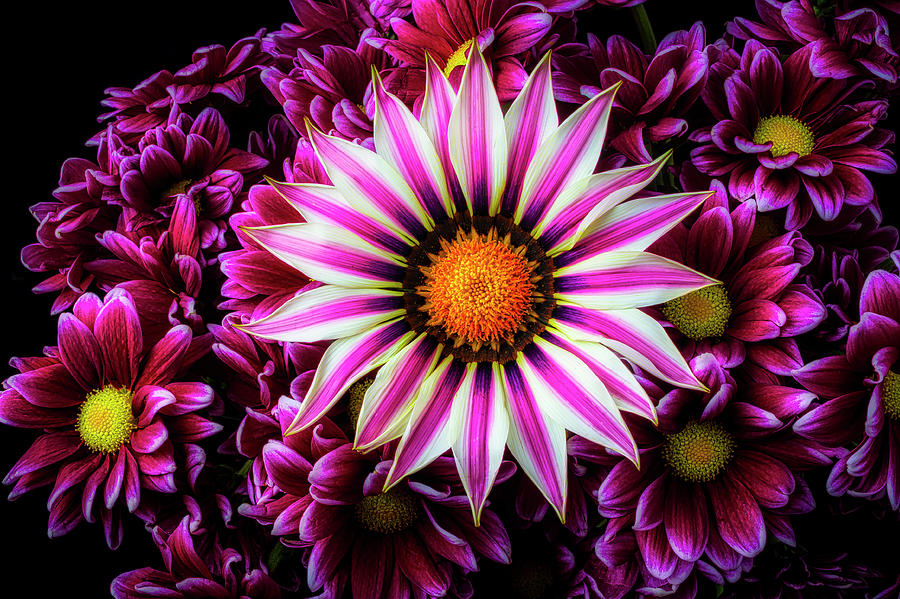 Gazania In Pink Poms Photograph by Garry Gay