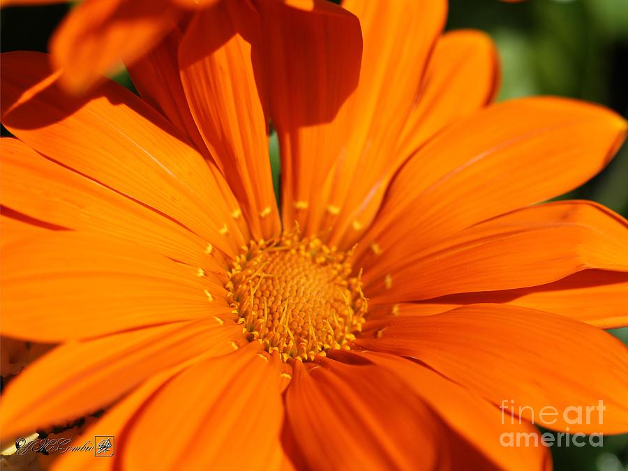 Gazania named New Day Clear Orange Photograph by J McCombie