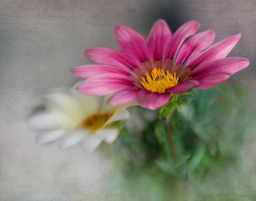 Gazania VIII Photograph by David and Carol Kelly - Fine Art America