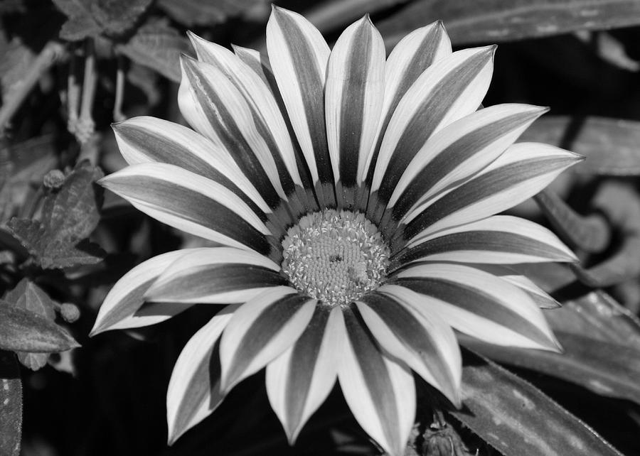 Flower Photograph - Gazannia by Teresa Howell