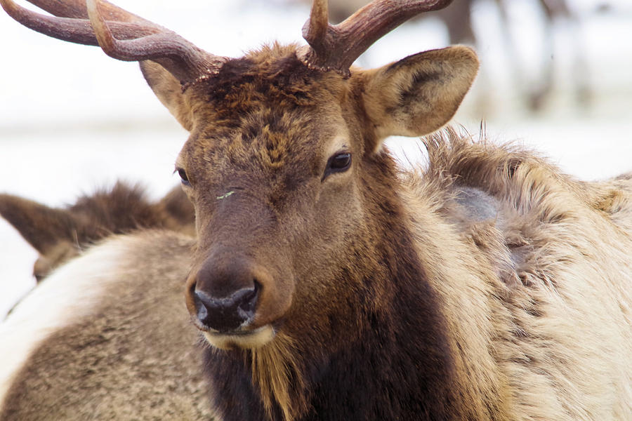 Gaze from a bull elk Photograph by Jeff Swan