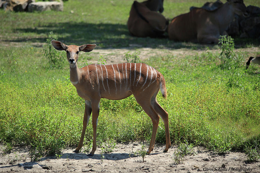 Gazelle 2 Photograph by Carol Schultz - Fine Art America