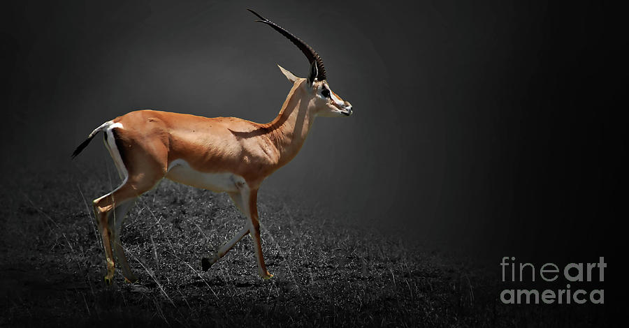Gazelle Photograph by Charuhas Images
