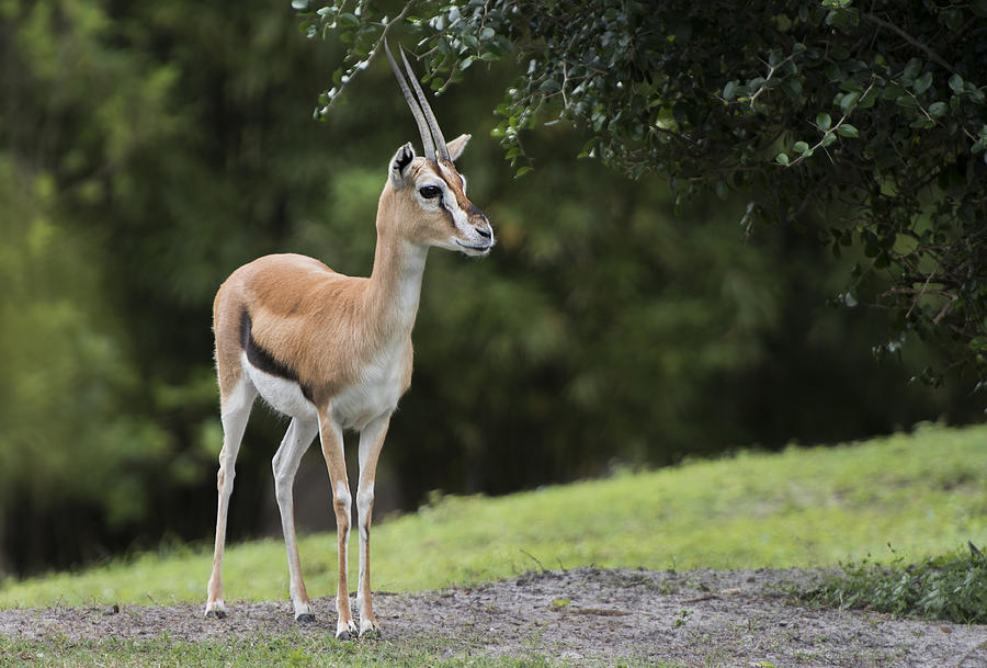 Gazelle Photograph by Gordon Ripley